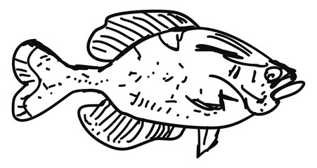 Poster - Fish sketch, illustration, vector on white background.