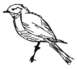 Sticker - Bird drawing, illustration, vector on white background.