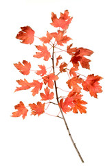 Wall Mural - sweet maple