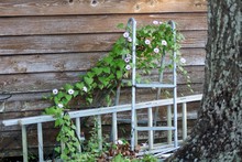 Climbing Violet Morning Glory Vine In Bloom