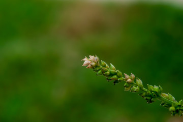 Poster - Grass flower see no value But carries a natural beauty.