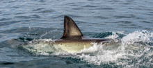 Shark Back And Dorsal Fin Above Water.   Fin Of Great White Shark, Carcharodon Carcharias,  South Africa, Atlantic Ocean