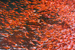 many of red lobster krill in sea water new Zealand