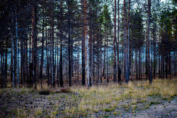 Poster - old trees in the forest after the fire