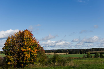 Wall Mural - Trees in autumn on sky background