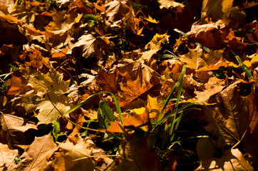 Wall Mural - bright maple leaves on ground in autumn