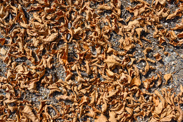 Wall Mural - fallen dry leaves on the ground