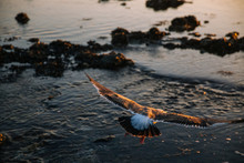 A Seagull Preparing For Landing.