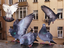 Group Of Funny Pigeons On The Window Ledge