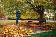 Brave Boy Jumping Off Bench Into Pile Of Leaves