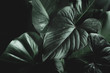 © JOANNA NIXON/Stocksy - Green Leaves