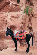 Little Black Donkey In The Ancient City Of Petra In Jordan
