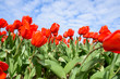 © Lawren Lu/Stocksy - Red tulips bloom in spring farm under cloudy blue sky