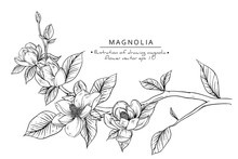 Sketch Floral Botany Set. Magnolia Flower And Leaf Drawings. Black And White With Line Art On White Backgrounds. Hand Drawn Botanical Illustrations.Vector.Vintage Styles.