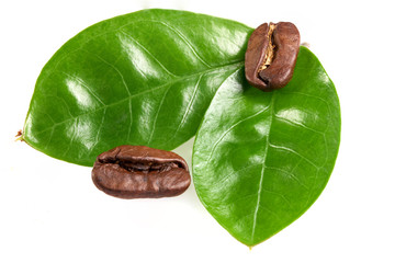 two coffee beans with two green leaves on a white background, isolate. concept: freshness of coffee beans.