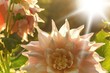 Sonne Dahlie rosa Blütenblätter