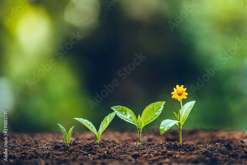 Fotografía Growth tree young plant Natural green background
