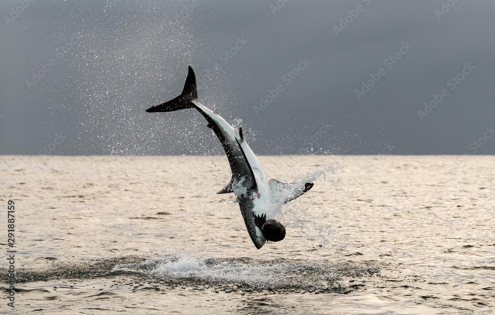 Breaching Great White Shark Shark Attacks The Bait Scientific Name breaching-great-white-shark-shark-attacks-the-bait-scientific-name