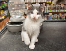 Grey White Kitten Cat Pet Store Cage Sitting Portrait Cute Pet Pets