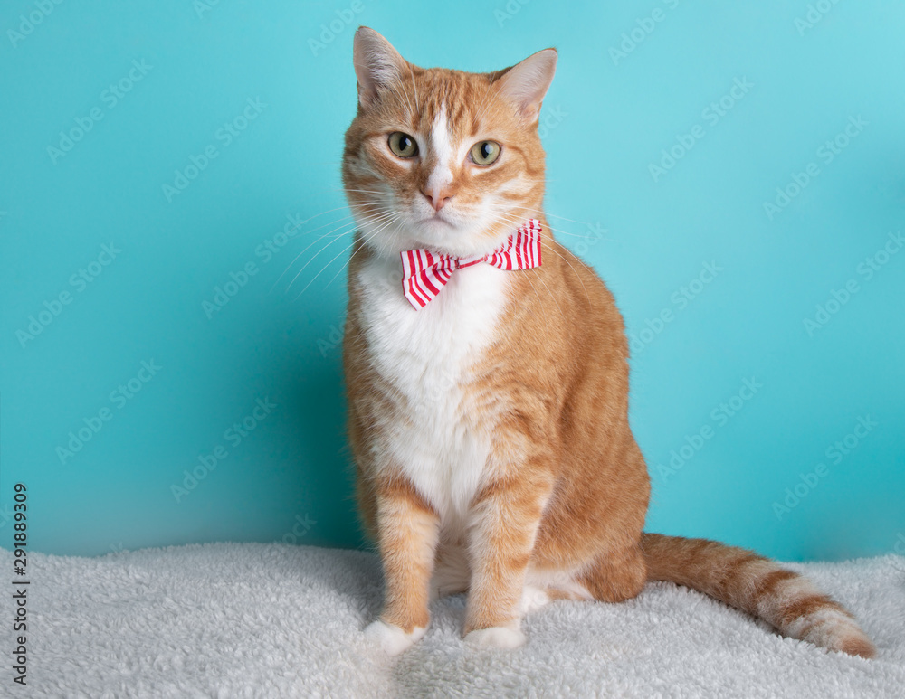 orange cat bow tie