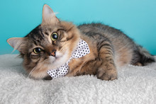 Black Brown Tabby Cat Lying Down Wearing White Polka Dotted Bow Tie Portrait Cute Pretty Costume Collar