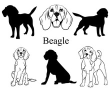 Beagle Set. Collection Of Pedigree Dogs. Black White Illustration Of A Beagle Dog. Vector Drawing Of A Pet. Tattoo.