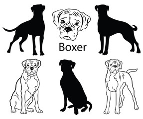 Wall Mural - Boxer set. Collection of pedigree dogs. Black white illustration of a boxer dog. Vector drawing of a pet. Tattoo.