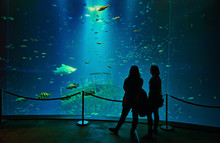 Silhouettes Of People In Front Of A Giant Aquarium With Big Shark In A Museum.