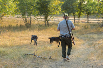 Wall Mural - Hunting period, autumn season open. A hunter with a gun in his hands in hunting clothes in the autumn forest in search of a trophy. A man stands with weapons and hunting dogs tracking down the game.	