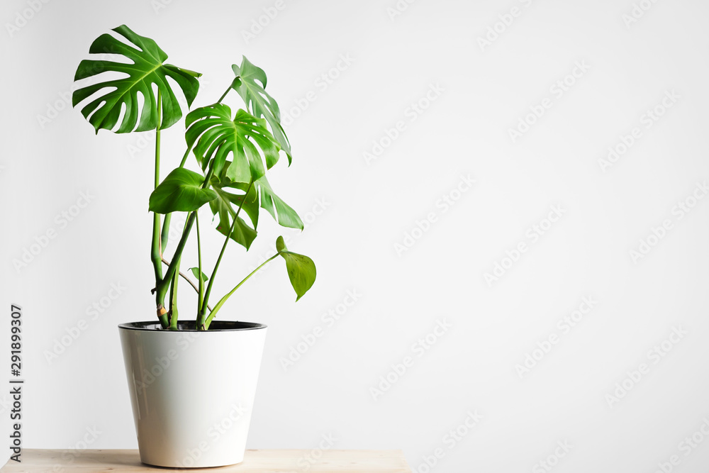 Beautiful monstera flower in a white pot stands on a wooden table on a white background. The concept of minimalism. Hipster scandinavian style room interior. Empty white wall and copy space. - obrazy, fototapety, plakaty 