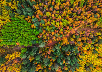 Beautiful autumn forest with yellow and red trees, aerial top view