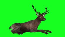 Brown Deer Laying Down On The Ground And Looking Around. Isolated On Green Screen. Realistic Looped 3D Animation Related To Nature, Forest, Animals, Fantasy, Hunting And Magic.