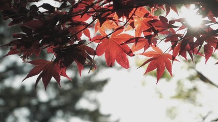Poster - Autumn Leaves Moving on tree outdoor Park Seasonal Nature background  Sunlight. Slow Motion. Full HD Footage