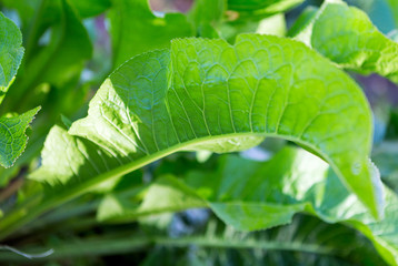 Canvas Print - Green Leaves Background. Closeup nature view of green leaf on blurred. Horseradish (Armoracia rusticana) leaves.