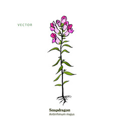 Illustration of pink  Snapdragon, Antirrhinum majus, freehand line style.