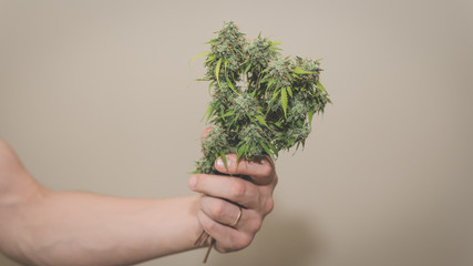 Close-up of persons hands holding fresh harvest of hemp plants. Harvest of marijuana plant growing indoors.