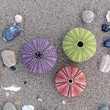 © Dimitrios - three colorful sea urchins and some pebbles on wet sand beach