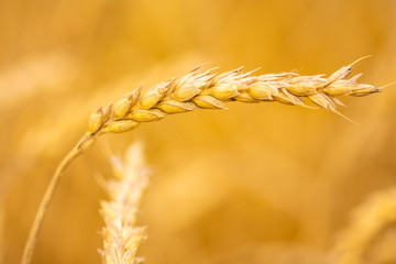 ears of wheat swaying in the wind in a summer meadow on a sunny day