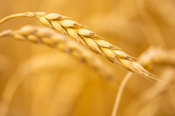 field of ripened wheat on an autumn day