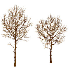 Poster - Set with two trees without leaves. Brown tree side view and isometric view. 3D. Vector illustration.