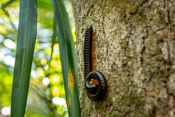 Millipede climbing up the tree