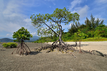 Wall Mural - India, View on the Saddle peak and Kalipur Beach of the Andaman and Nicobar Islandsndaman and Nicobar Islands