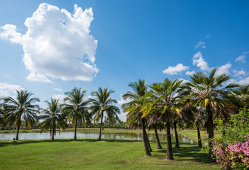 Sticker - Green grass field with palm tree in Public Park