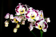 Orchidee Sfondo Scuro