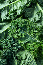 Close-up Of Fresh Green Kale Leaves. Healthy Food Ingredients. Culinary Background