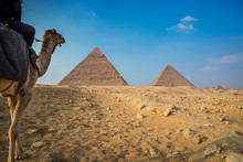 The Police Use Camels To Secure The Pyramid Complex Of Giza, Near Cairo, Egypt