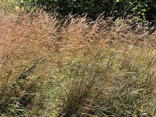 Wall Mural - grass in the forest