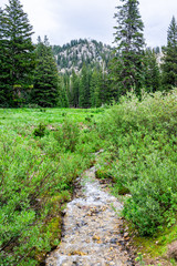 Wall Mural - Albion Basin, Utah summer with vertical landscape view of creek river water in Wasatch mountains near campground