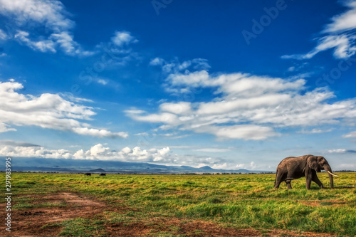 Fotografía African elephant walking lonely on the masai mara kenya