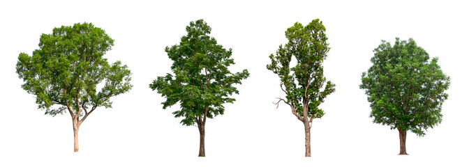 Poster - isolated tree Collection on White Backdrop	